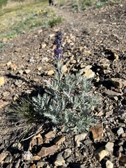 Phacelia sericea