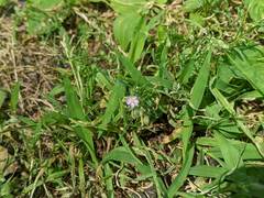 Spergularia rubra