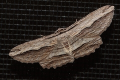 Euphronarcha luxaria