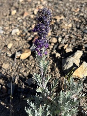 Phacelia sericea