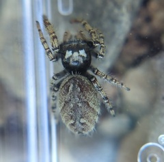 Phidippus mystaceus