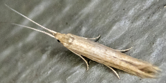 Coleophora