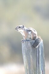 Ammospermophilus harrisii