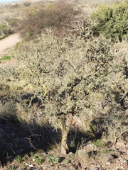 Geoffroea decorticans