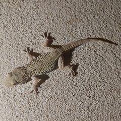 Tarentola mauritanica