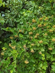 Physocarpus opulifolius