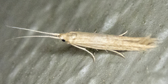 Coleophora