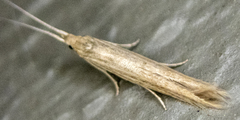 Coleophora