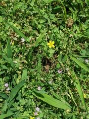 Oxalis stricta