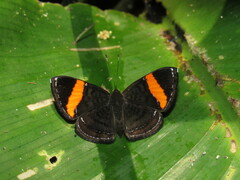 Crocozona pheretima