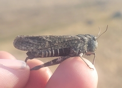 Arphia pseudonietana