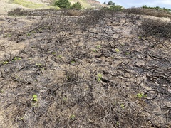 Baccharis pilularis