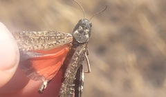 Arphia pseudonietana