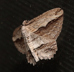 Euphronarcha luxaria