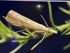 Agriphila vulgivagellus