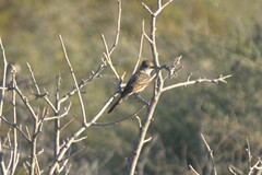 Myiarchus cinerascens