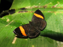 Crocozona pheretima
