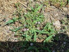 Spergularia rubra