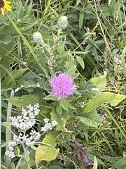 Cirsium discolor