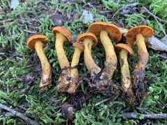 Cortinarius malicorius
