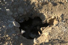 Veromessor pergandei