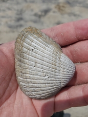 Noetia ponderosa
