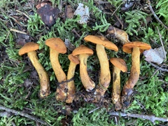Cortinarius malicorius