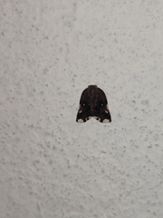 Ricaniidae