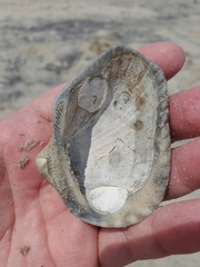 Noetia ponderosa