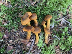 Cortinarius malicorius