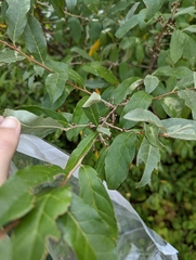 Elaeagnus umbellata