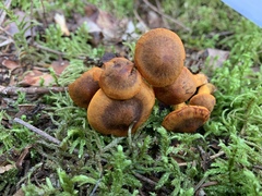 Cortinarius malicorius