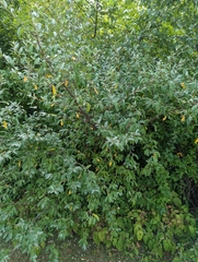Elaeagnus umbellata