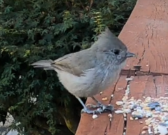 Baeolophus inornatus