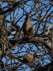 Rhinocrypta lanceolata