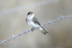 Tachycineta albilinea