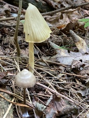 Entoloma murrayi
