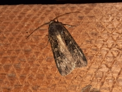 Actebia fennica