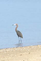 Egretta rufescens