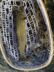 Salvelinus confluentus
