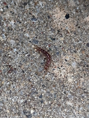 Lithobius forficatus