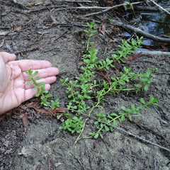 Bacopa monnieri