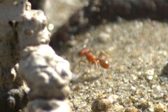 Pogonomyrmex