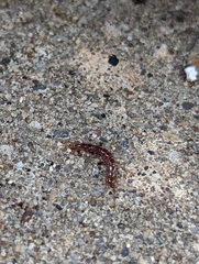 Lithobius forficatus