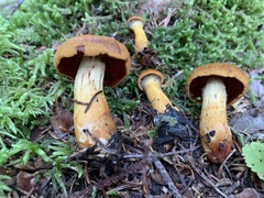 Dermocybe
