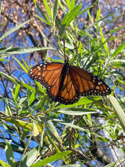 Danaus erippus
