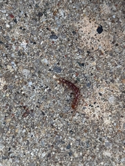 Lithobius forficatus