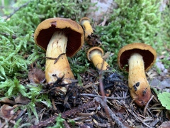 Dermocybe