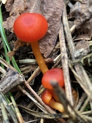 Hygrocybe miniata