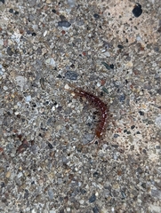 Lithobius forficatus